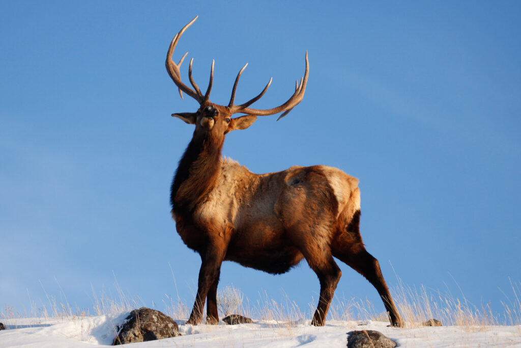 Majestic elk standing on snowy hill