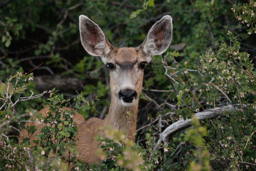 Deer peering through forest foliage, alert and watchful.