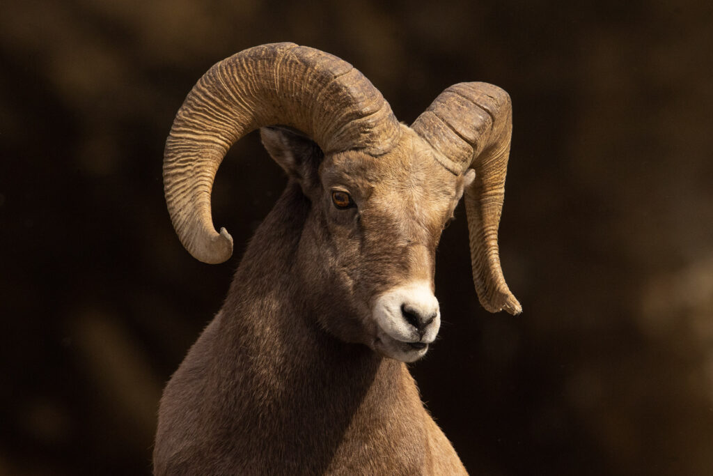 Close-up of a bighorn sheep with curved horns.