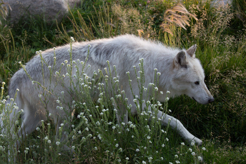 White wolf walking through grassy field