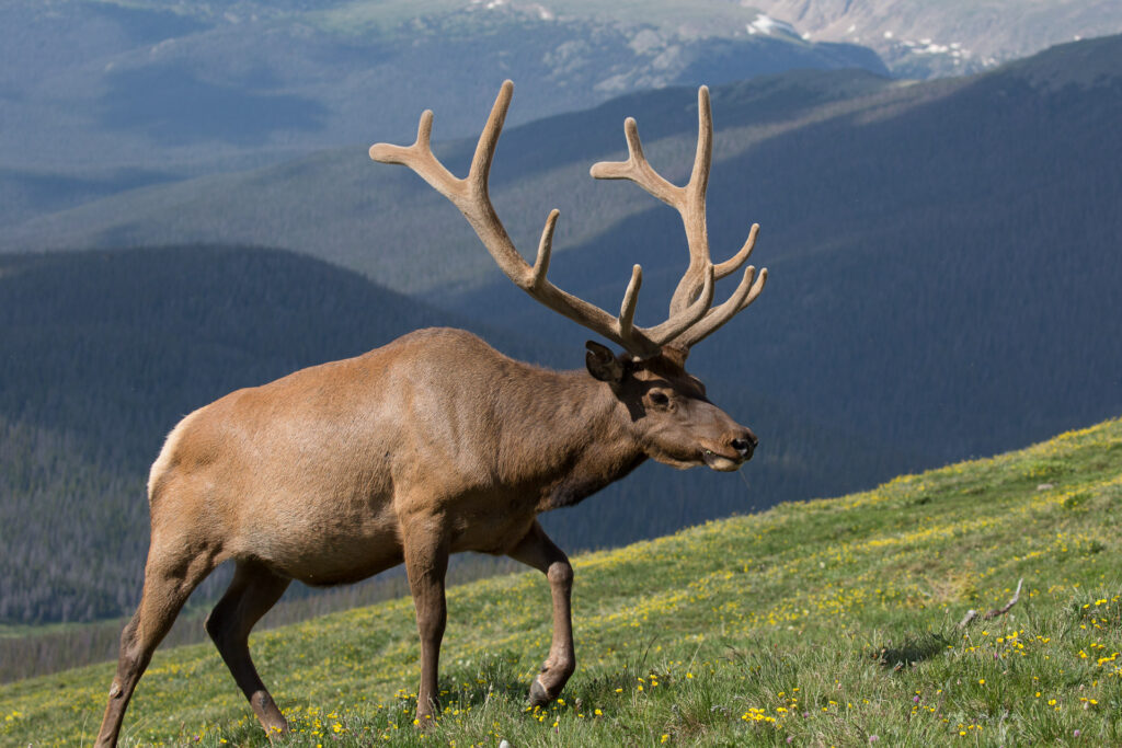 Elk walking on mountain meadow with antlers