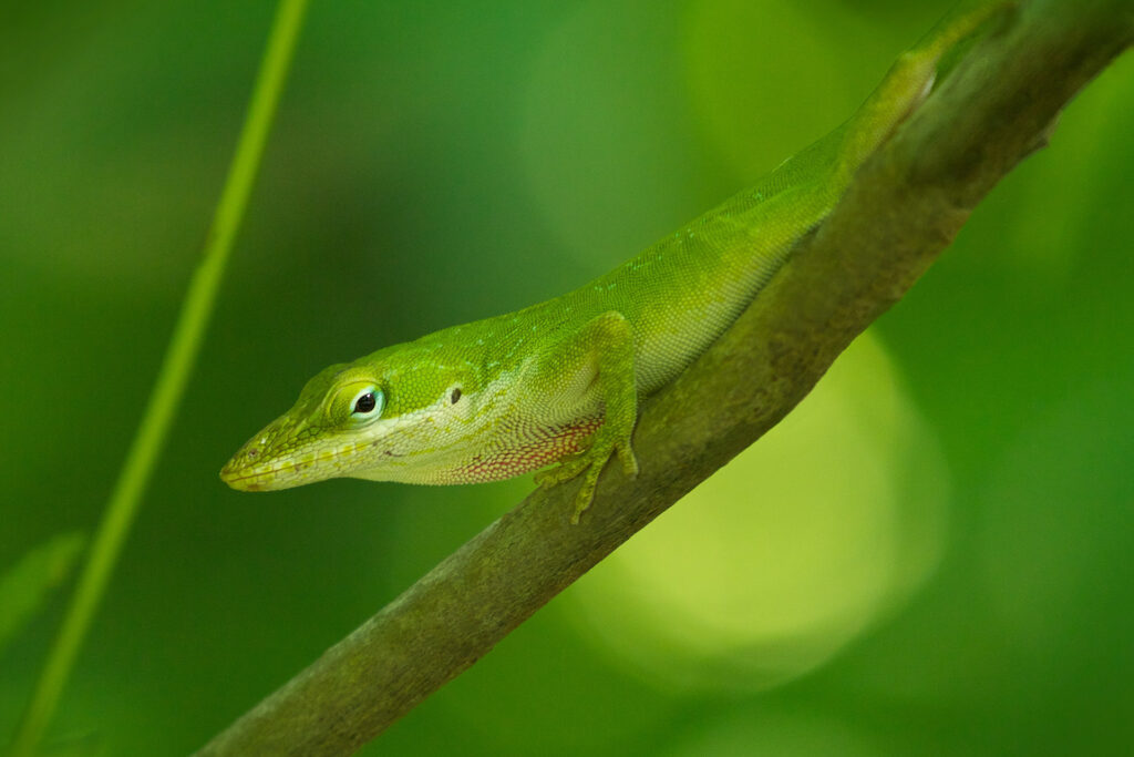 Green anole lizard on a branch in forest.