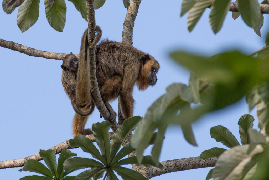 Monkey with baby on tree branch.