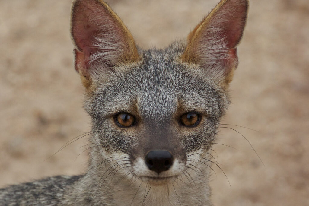 Close-up of gray fox face with alert expression.