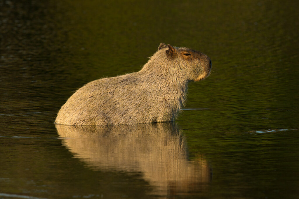 Capybara partially submerged in calm water