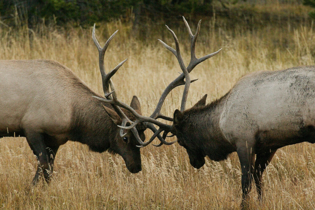 Two elk locking antlers in a field