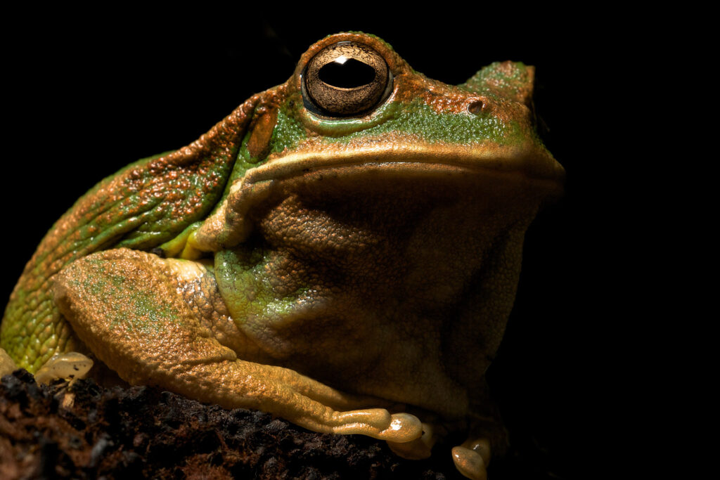 Close-up of a large frog in dark lighting.