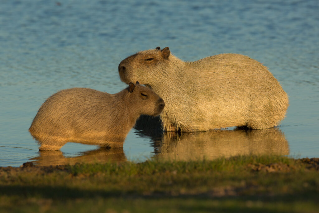 Two capybaras standing in shallow water.