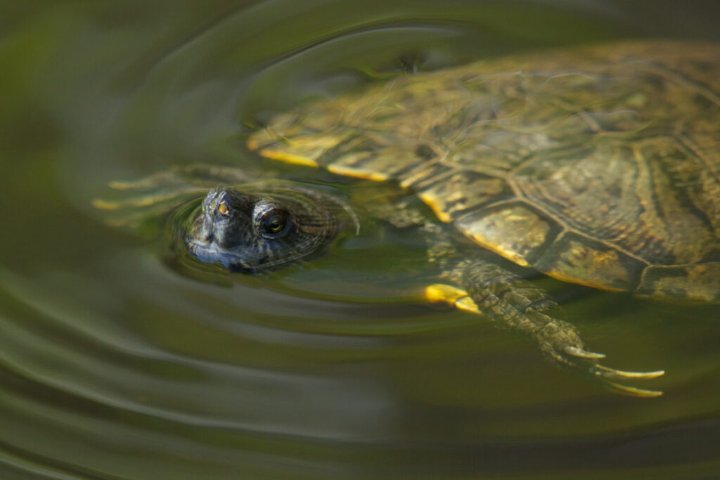 Turtle swimming in pond, shell and head visible.