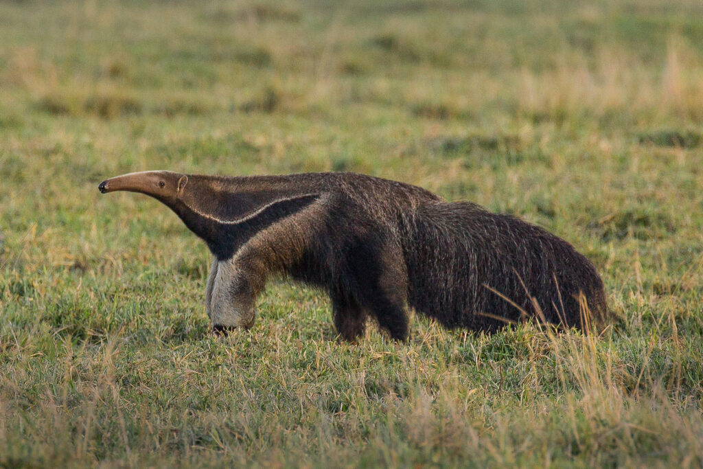 Giant anteater walking in grassy field.