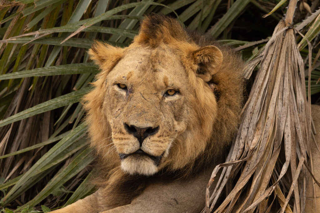 Majestic lion resting among palm leaves.