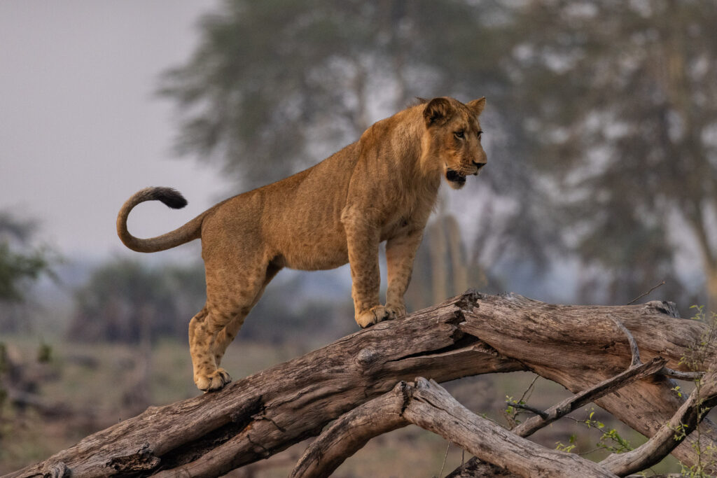 Lion standing on fallen tree in savanna.