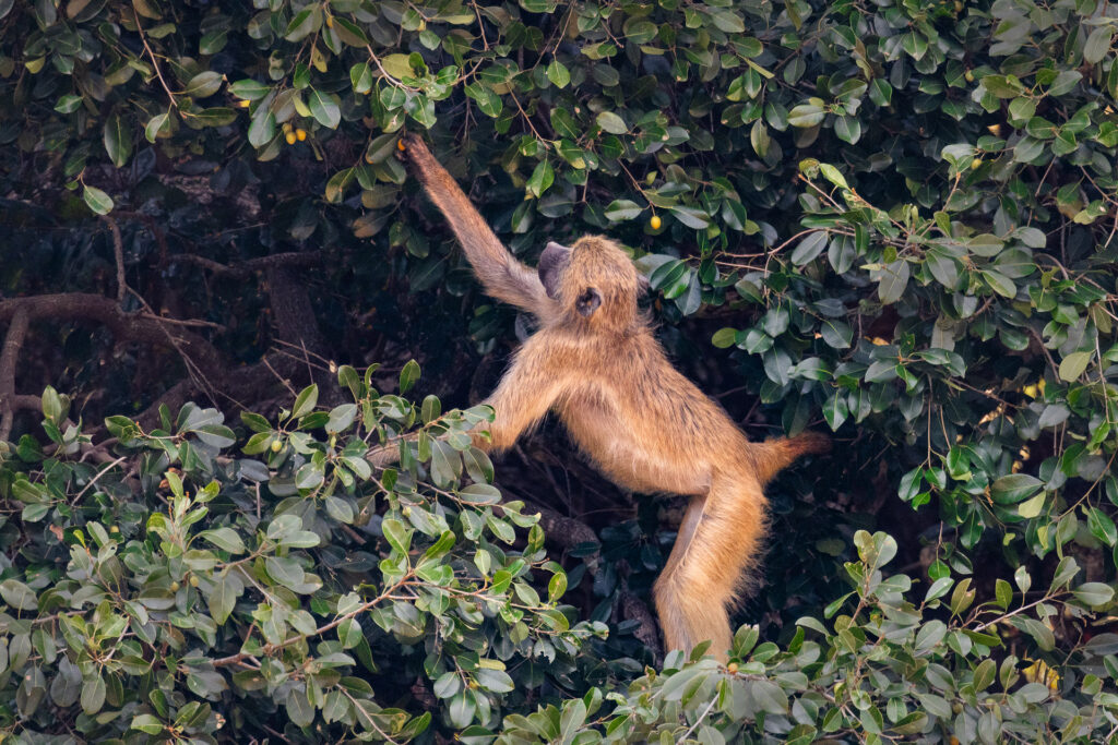 Monkey climbing in leafy tree.