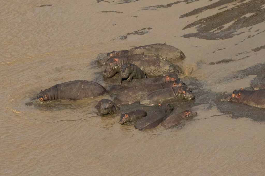 Group of hippos relaxing in muddy water.