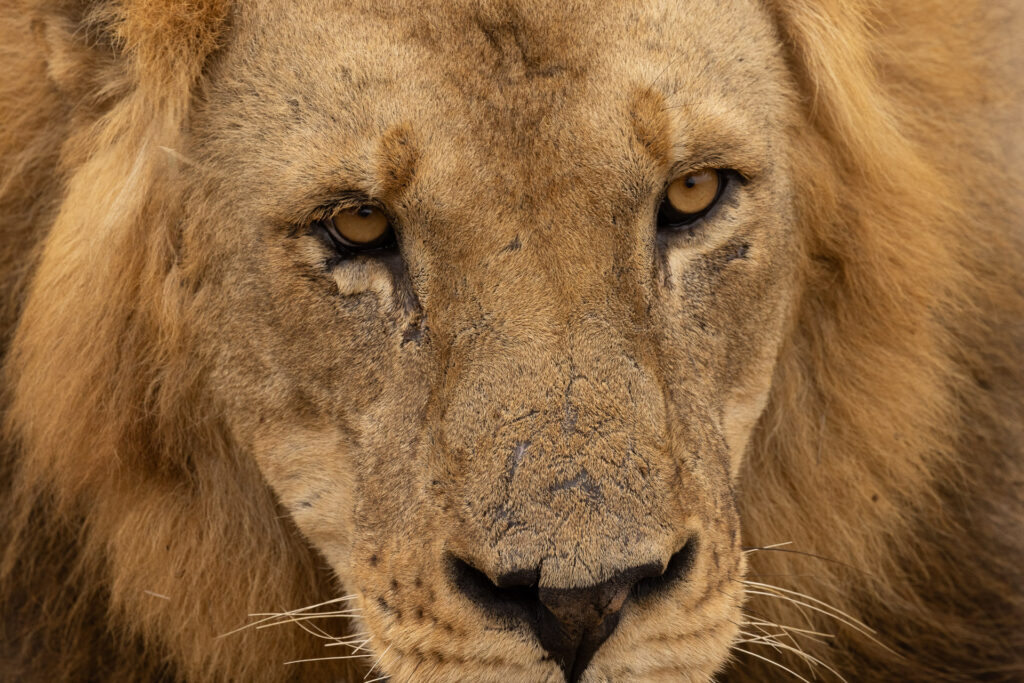 Close-up of a lion's face and eyes.