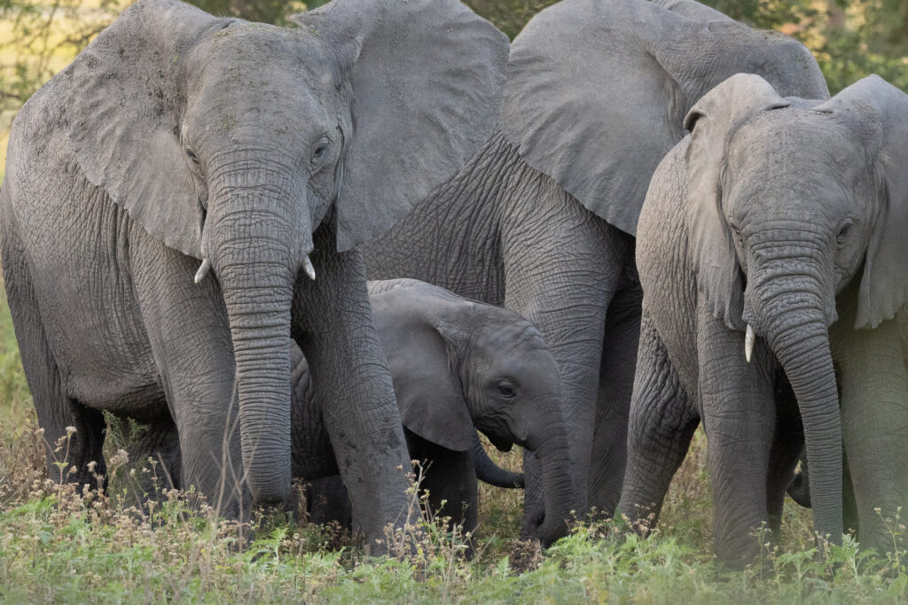 African elephant herd with calf in nature