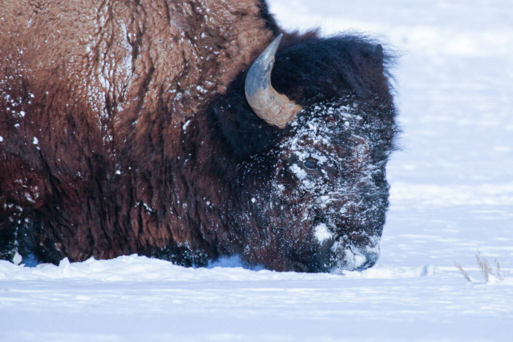 Bison grazing in snowy winter landscape.