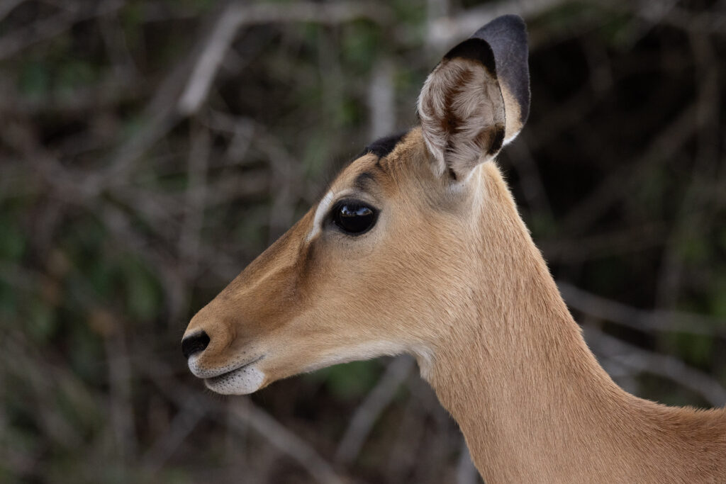 Close-up of an antelope's profile with blurred background.