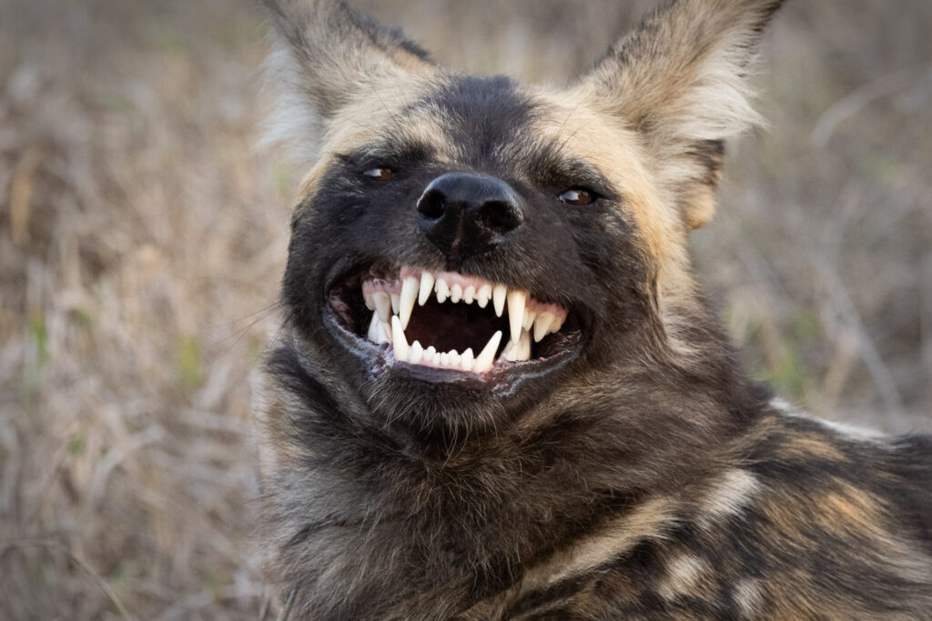 Spotted hyena showing teeth in savannah habitat.