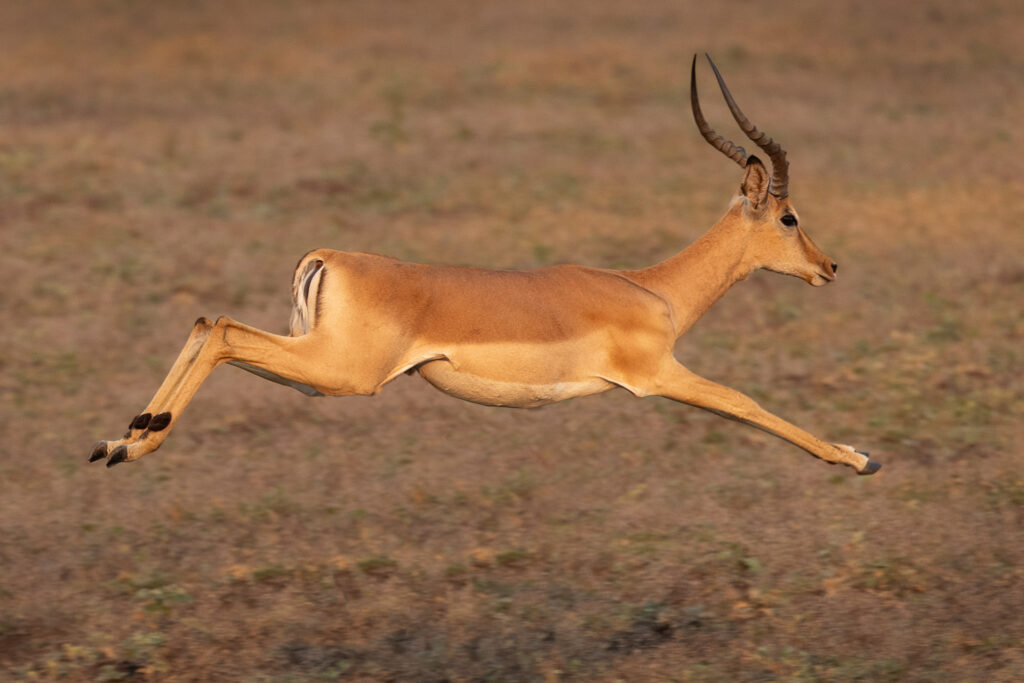 Antelope leaping in open field.