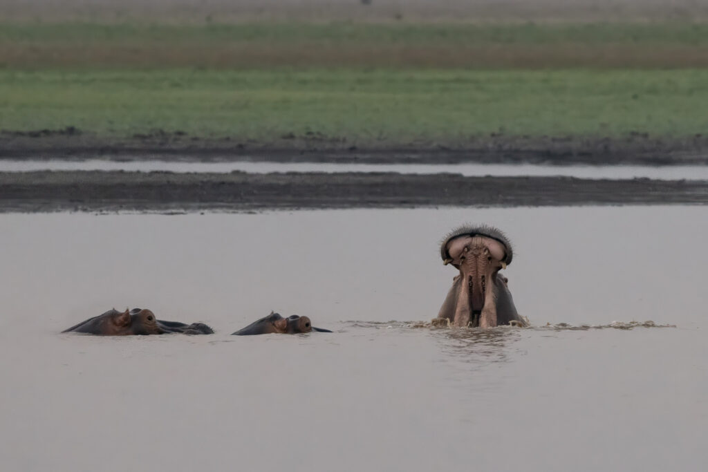 Hippopotamuses partially submerged in a lake.