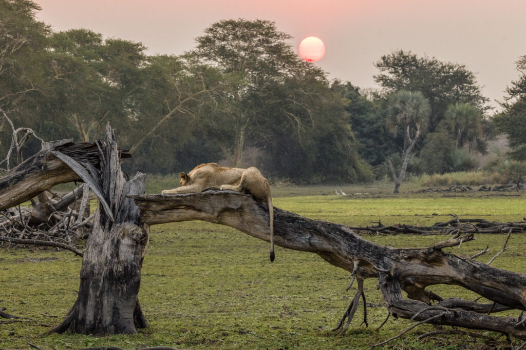 Lion resting on fallen tree at sunset.