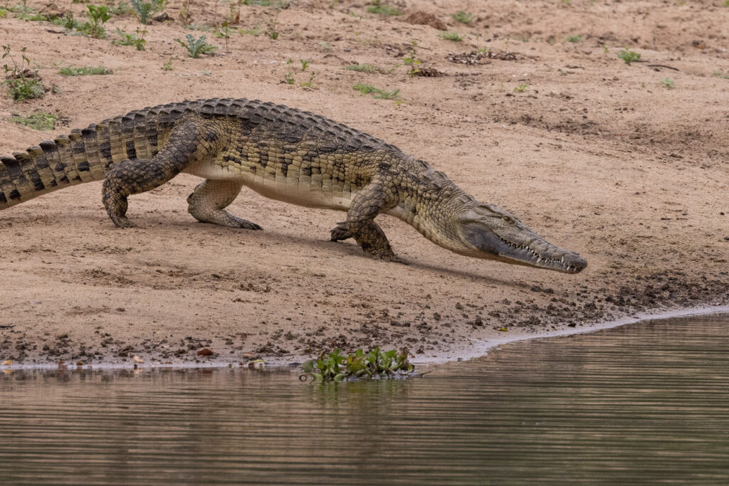 Crocodile approaching water on sandy riverbank