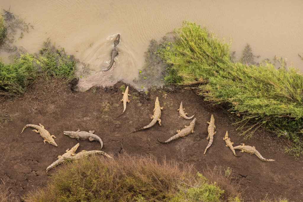 Crocodiles resting by a riverbank with greenery.