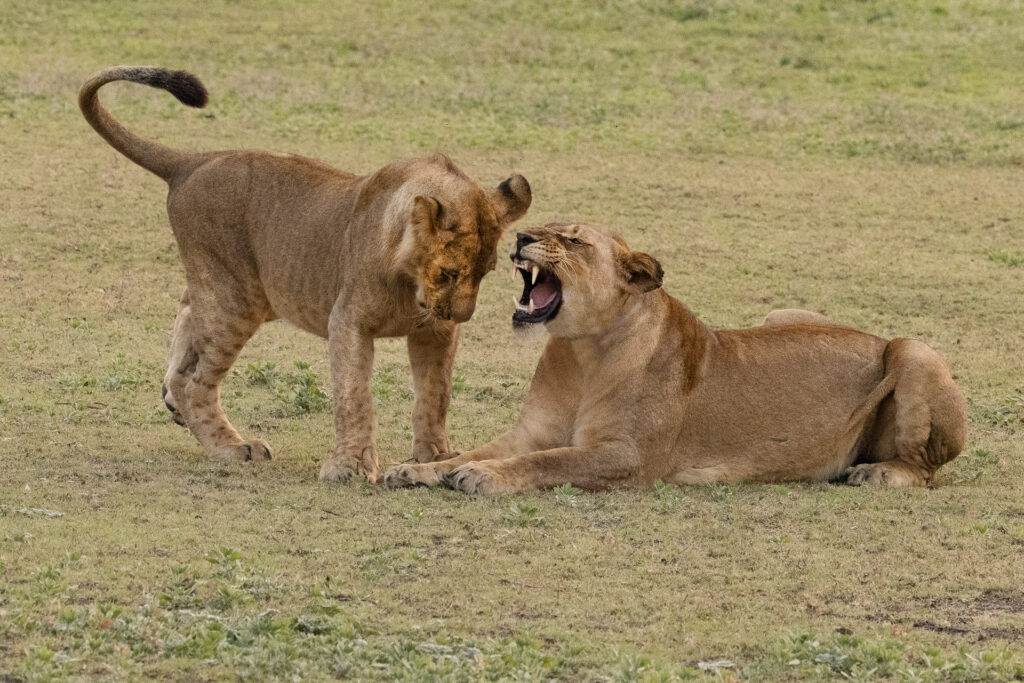 Two lions interacting on grassy field.