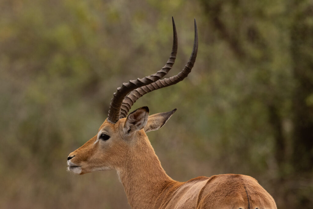 Elegant antelope with long horns in natural habitat.