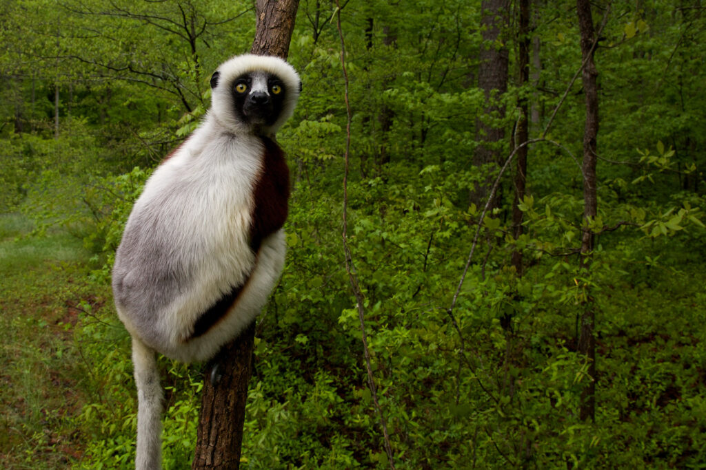 Lemur clings to tree in lush green forest.