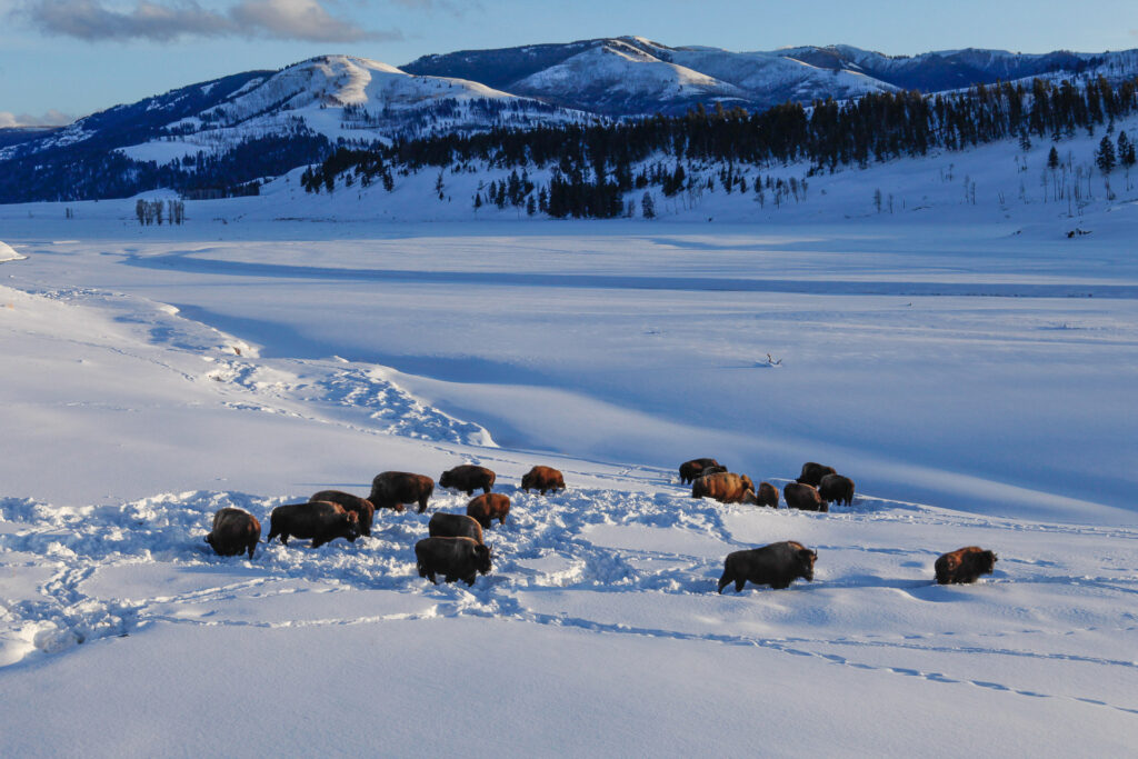 Bison herd walking through snowy landscape, mountains behind.