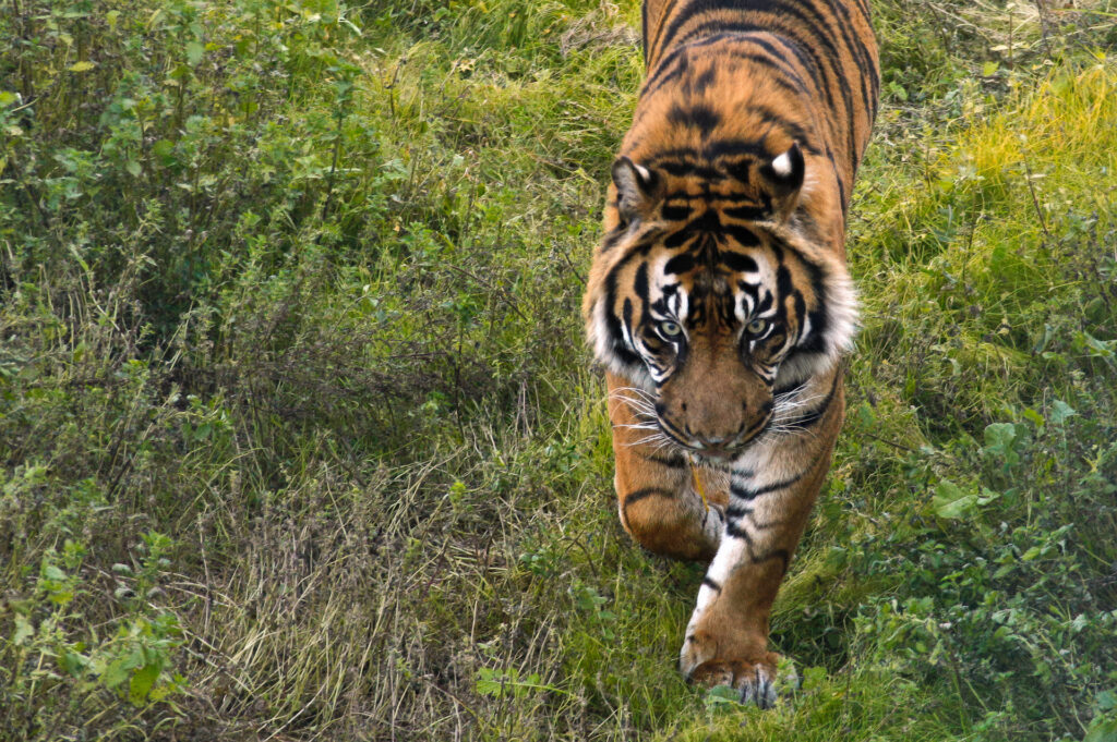 Tiger walking through lush green forest