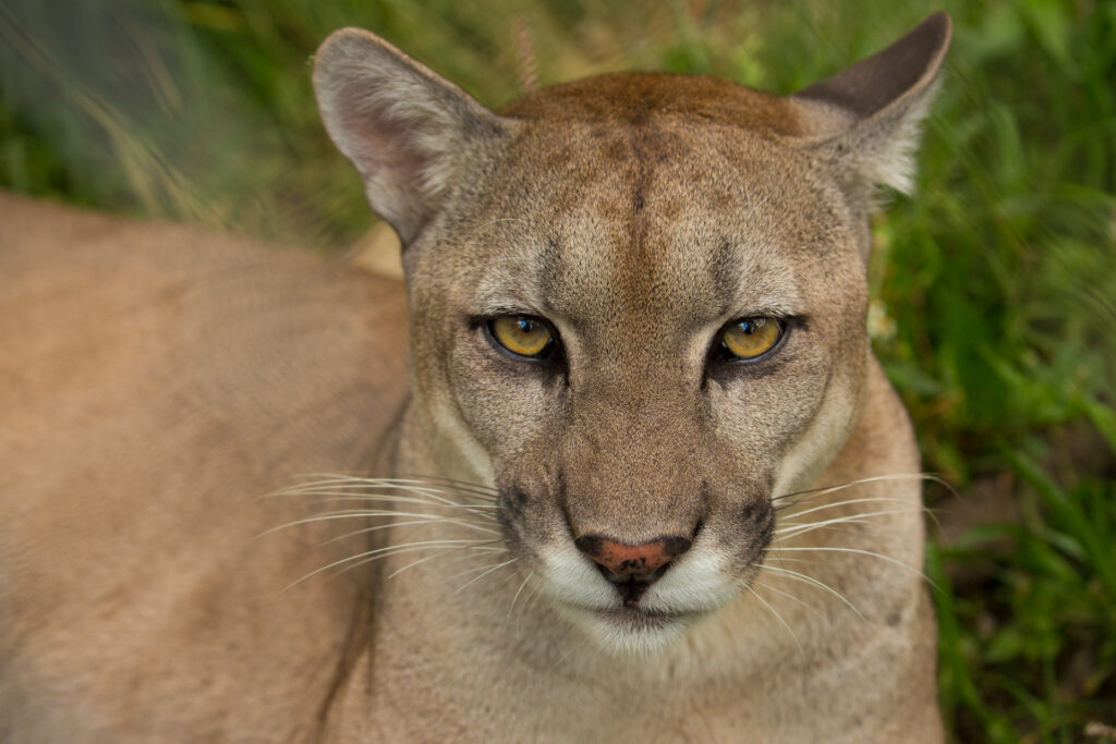 Close-up of a puma in natural habitat.