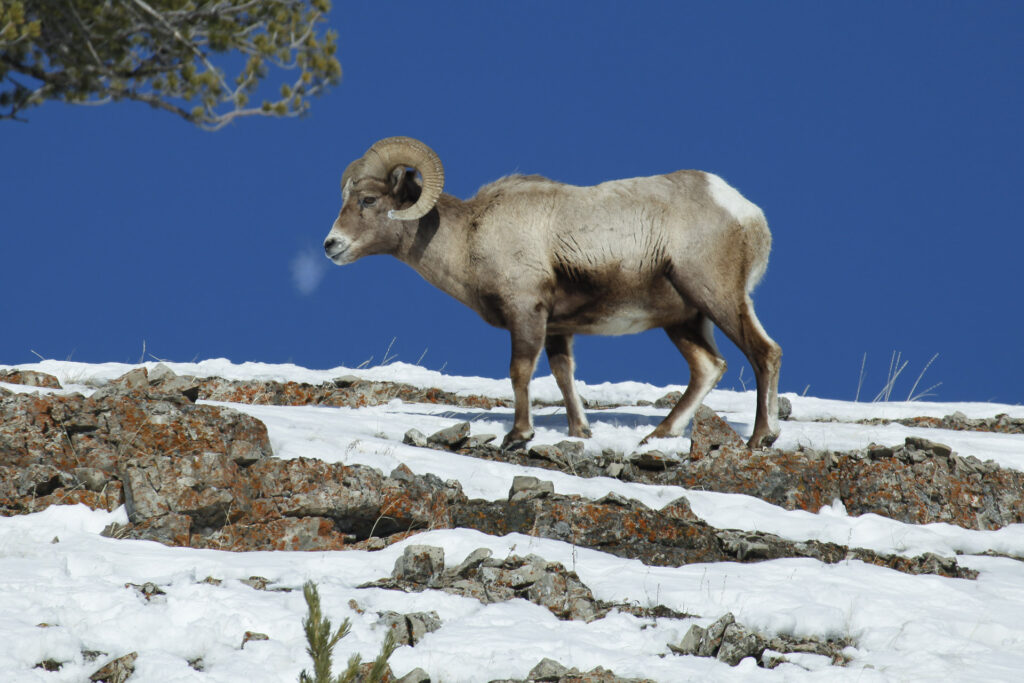 Bighorn sheep on snowy rocky landscape