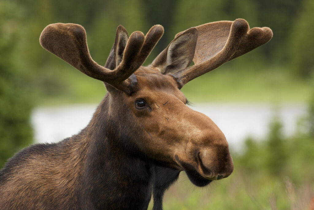 Close-up of moose with large antlers in nature.