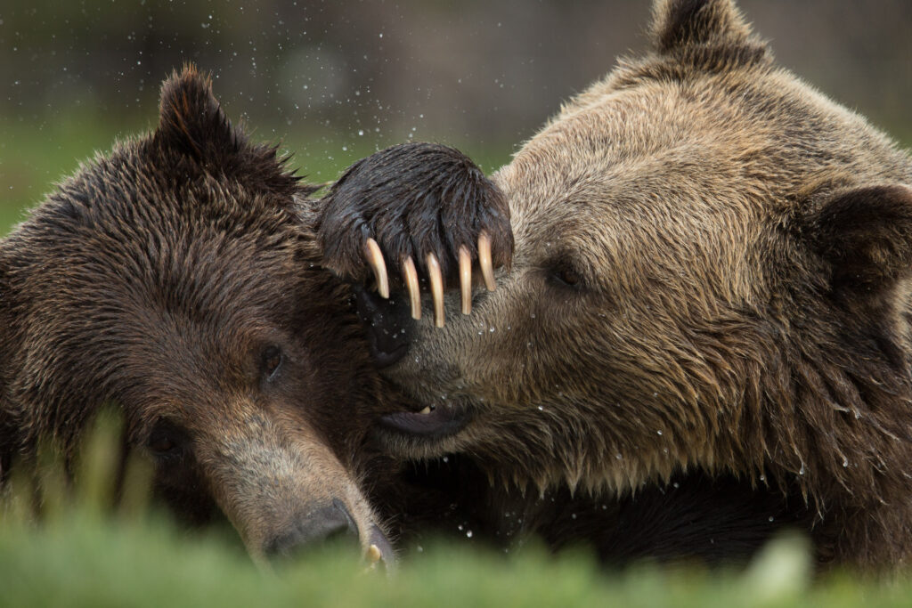 Two grizzly bears playfully fighting in the rain.