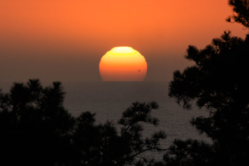 Orange sunset over ocean with silhouette trees.