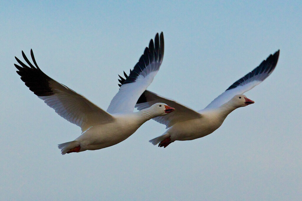 Two snow geese flying in blue sky.