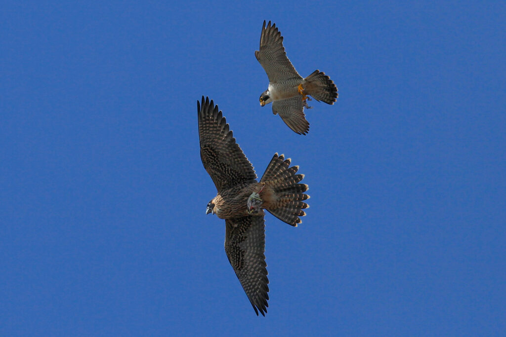 Two falcons flying in clear blue sky