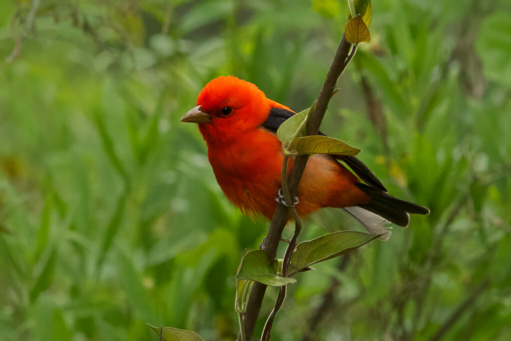 Bright red bird perched on a branch