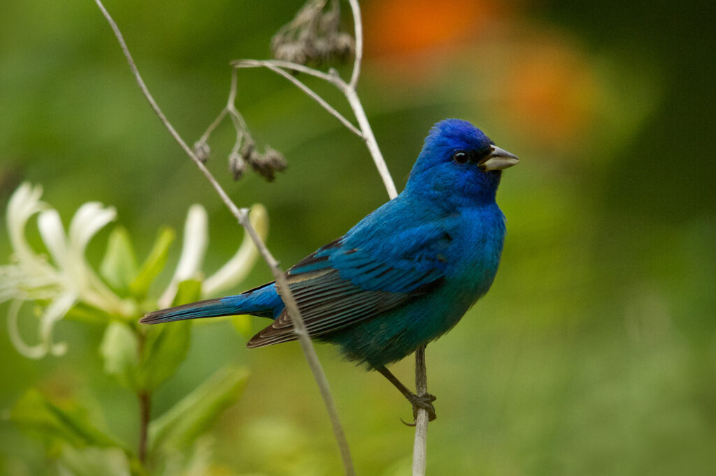Indigo bunting perched on branch, vibrant blue feathers.