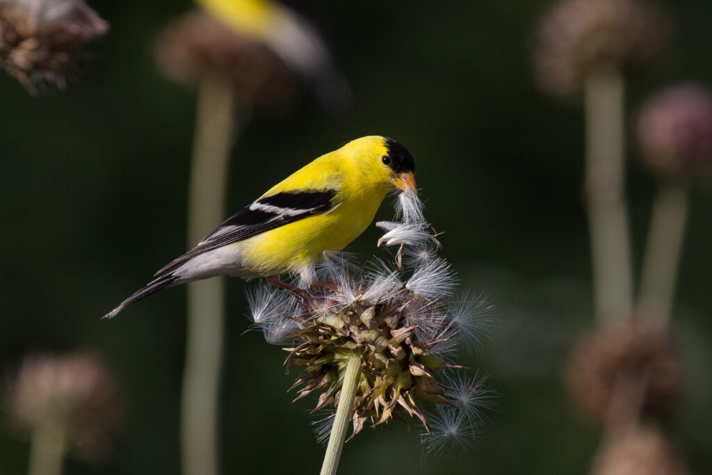 Yellow bird eating seeds from plant
