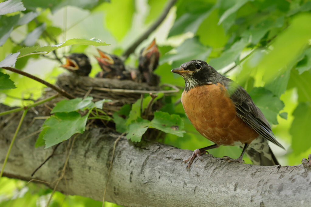 Robin on branch with chicks in nest
