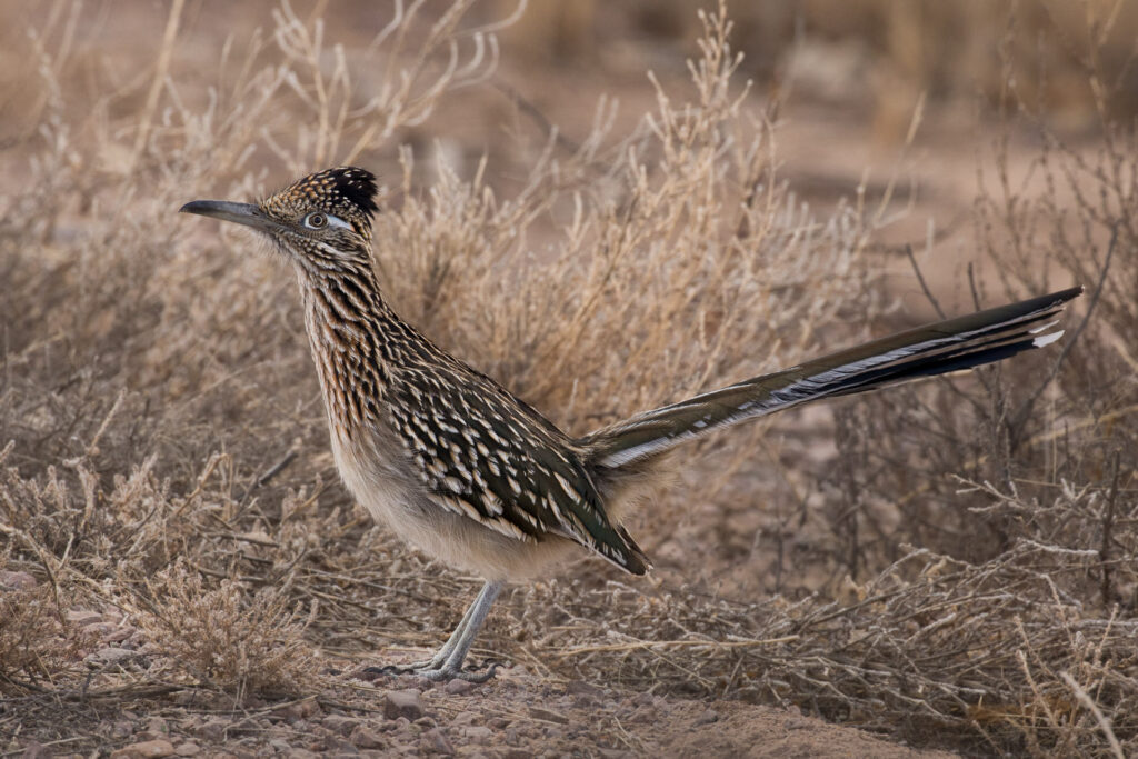 Greater roadrunner in desert habitat