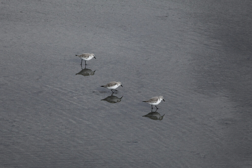 Three shorebirds walking on wet sand with reflections.