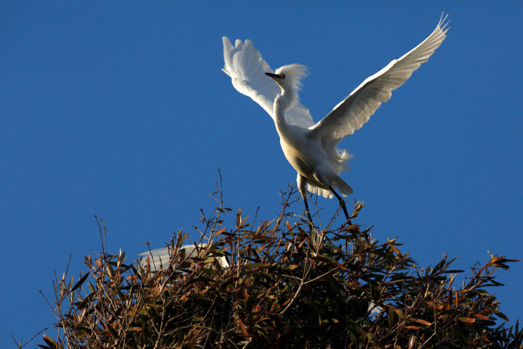 White bird with wings spread, blue sky background.