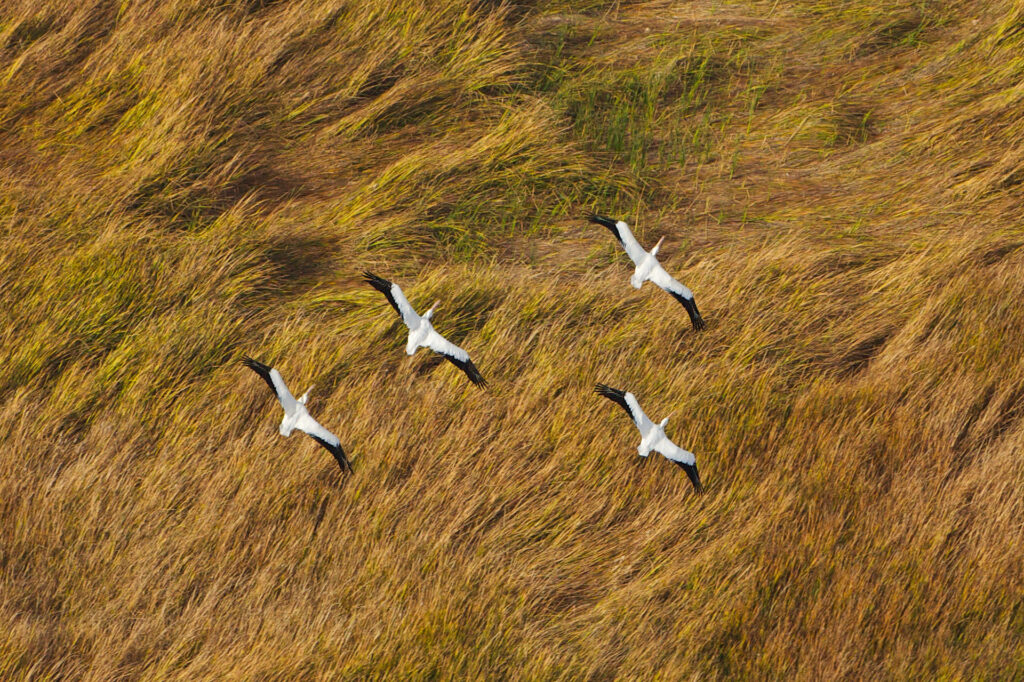 Four birds flying over grassy field