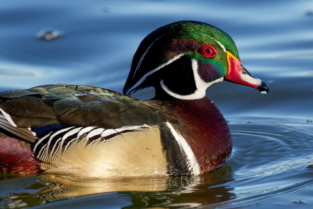 Colorful wood duck swimming in pond