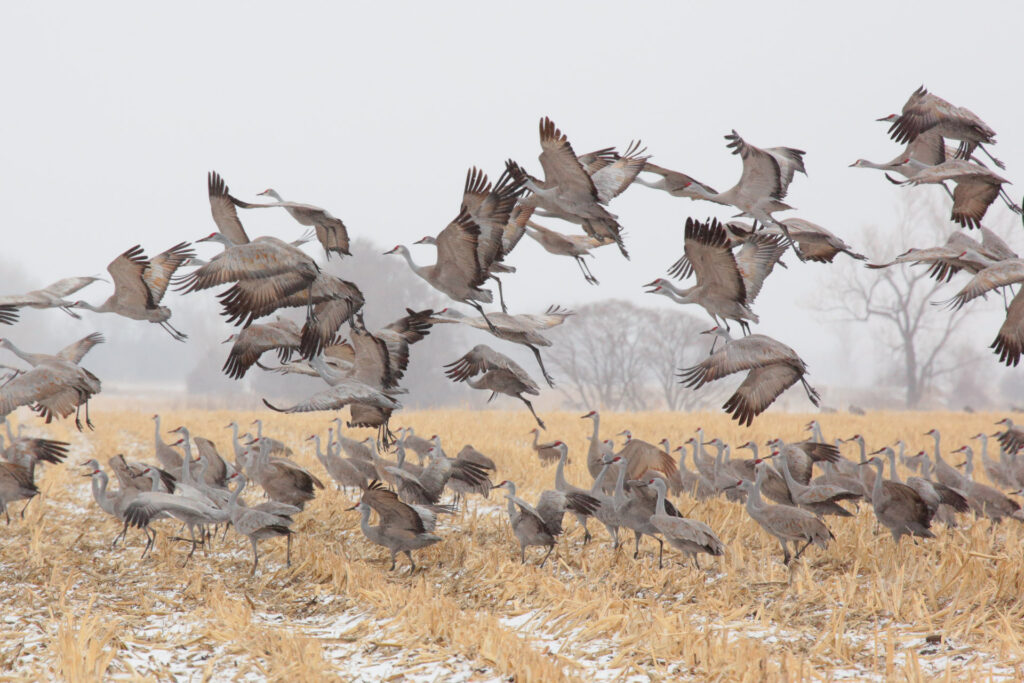 Flock of cranes flying over a snowy field.